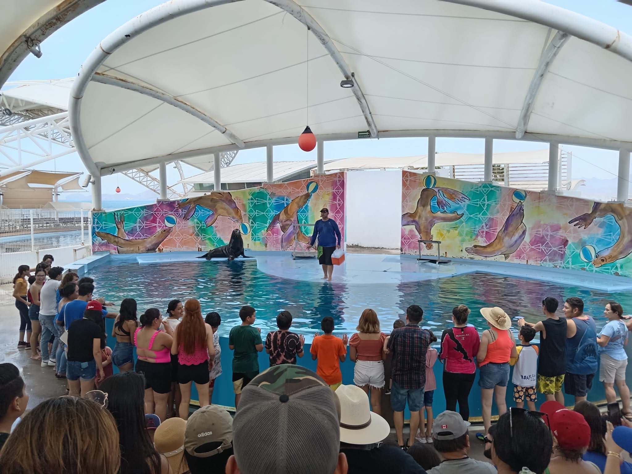 Personas en espectáculo de focas